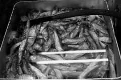 Film-811-Fische-in-grossem-Wasserbottich-Kopieweb